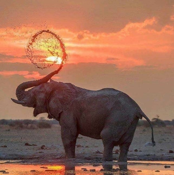 meilynp